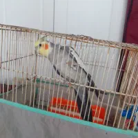 عروس هلندی و مرغ عشق