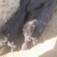 کهره نر ماده چاق