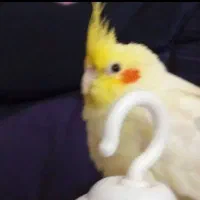 جشنواره جدید