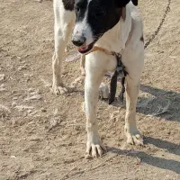 واگذاری سگ|سگ|بندر ماهشهر, |دیوار