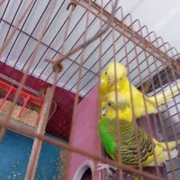 مرغ عشق جفت|پرنده|شیراز, کوزه گری|دیوار