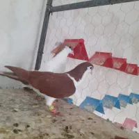 کبوتر