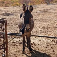 الاغ ماده جوان|حیوانات مزرعه|فیروزآباد (فارس), |دیوار