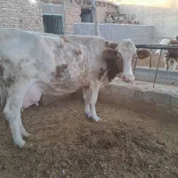 گاوشیری|حیوانات مزرعه|جونقان, |دیوار