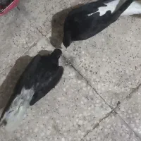 کفتر اشعل