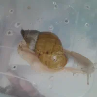 حلزون اچاتینا
