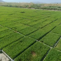 برنج کامفیروزی اصل رو از کشاورز خریداری کنید|خوردنی و آشامیدنی|درودزن, |دیوار