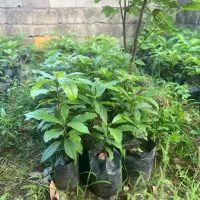 فروش نهال اووکادو