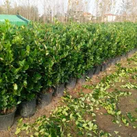 یاس هلندی سایز درشت پر