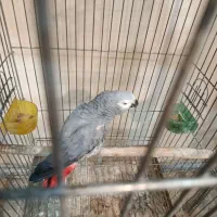 کاسکو ماده آماده جفت