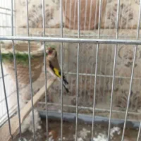 سلام قفسه سهره دست بافت نونو یبار پرنده داخلش رفته