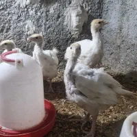 بوقلمون بیوتی ۶|حیوانات مزرعه|شیراز, کوشک میدان|دیوار