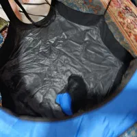 پارک سگ یا گربه|لوازم جانبی حیوانات|پردیس, فاز ۱۱|دیوار