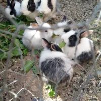 بچه خرگوش فروشی