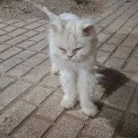 گربه پرشین