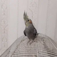 عروس هلندی2ماهه نر