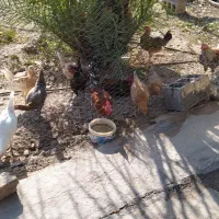 مرغ و خروس8میلیون|حیوانات مزرعه|سرپل ذهاب, |دیوار