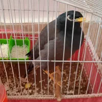 مرغ مینا سخن گو بیش از ۲۰کلمه حرف میزنه