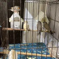 فروش پرنده زینتی|پرنده|رشت, نیکمرام|دیوار