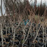 فروش انواع نهال در غرب نهال مهندس داداشی|خدمات باغبانی و درختکاری|پرهسر, |دیوار