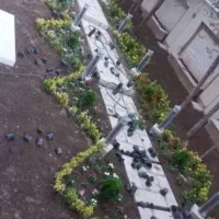 خدمات باغبانی گلکاری هرس کاری تعویض خاک گلدان|خدمات باغبانی و درختکاری|تهران, یوسف‌آباد|دیوار