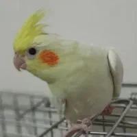 ماده به شرط|پرنده|ابریشم, |دیوار