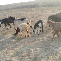 بزو بزغاله ملاثانی روستای..|حیوانات مزرعه|باوی, |دیوار