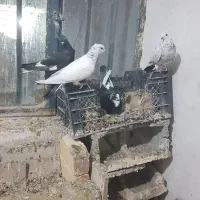 کبوتر|پرنده|قیدار, |دیوار