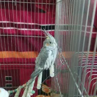 عروس هلندی|پرنده|شیراز, جانبازان|دیوار