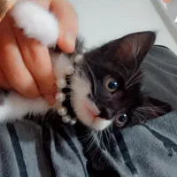 واگذاری رایگان