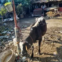 لیشه دورگ محلی و ورزا