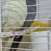 عروس هلندی تخم گذار