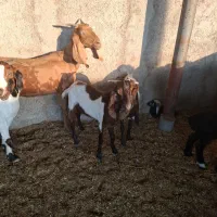 ۶بز|حیوانات مزرعه|اهواز, دغاغله|دیوار