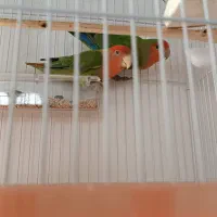 طوطی برزیلی|پرنده|جیرفت, |دیوار