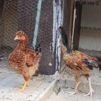 مرغ و خروس لاری