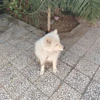 سگ ساموییدماده معاوضه با،|سگ|اصفهان, باغ زیار|دیوار