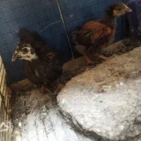 جوجه مرغ وخروس 1ماه|حیوانات مزرعه|بیرجند, |دیوار