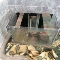 آکواریوم بزرگ با شیشه 10 میل|ماهی|قم, باجک دو|دیوار