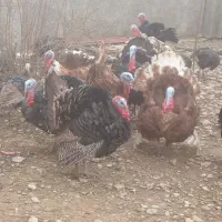 بوقلمون فروشی