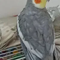 طوطی عروس هلندی جفت مولد|پرنده|رودهن, |دیوار