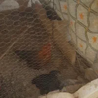 نیمچه مرغ و خروس