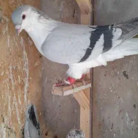 کبوترپرشی|پرنده|مشهد, امیریه|دیوار