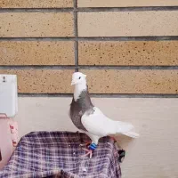 طوقی کرمانشاهی ماده|پرنده|اصفهان, بیدآباد|دیوار