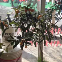 نهال درختان مثمر و غیر مثمر