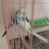 مرغ عشق انگلیسی