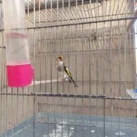 سهره.قرص بخون