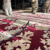 واگذاری گربه،۳ ماهه، دستی، خشگل|گربه|لنجان, |دیوار