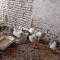 جوجه غاز