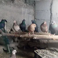 کبوتر