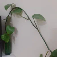 پتوس معاوضه با رمان